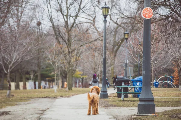 Perro Doodle Oro Parque — Foto de Stock