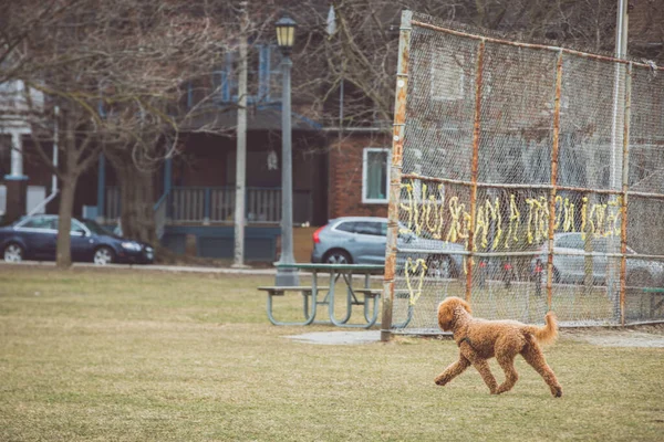 Golden Doodle Dog Park — стоковое фото