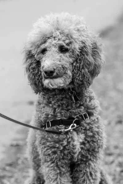 Golden Doodle Dog Park — Fotografia de Stock