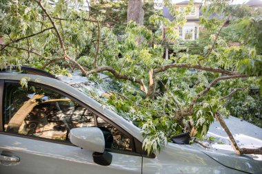 Toronto, Kanada - 16 Haziran 2018 Yağmur Fırtınası Sonrası