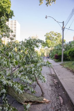 Toronto, Kanada - 16 Haziran 2018 Yağmur Fırtınası Sonrası