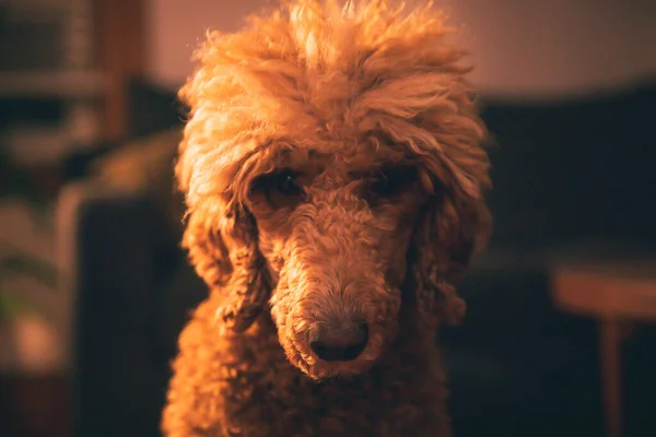 Portrait Van Miniatuur Goldendoodle Hond — Stockfoto