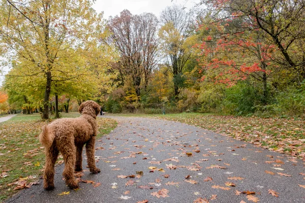 Zwerggoldendoodle Hund Park — Stockfoto