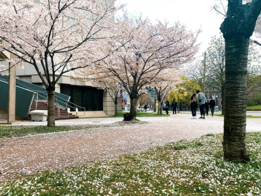 Toronto Kiraz Çiçekleri 25 Nisan 2021 TORONTO ÜNİVERSİTESİNDE