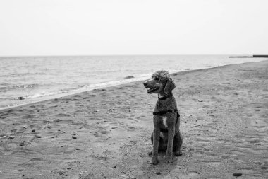 Sevimli altın renkli kızılcık köpek. 