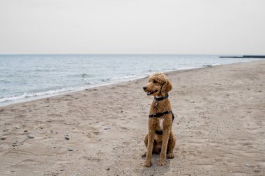 Sevimli altın renkli kızılcık köpek. 
