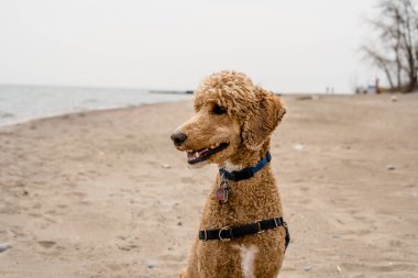 Sevimli altın renkli kızılcık köpek. 