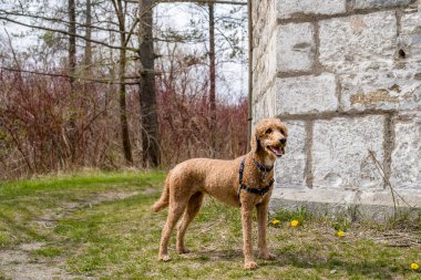 Sevimli altın renkli kızılcık köpek. 