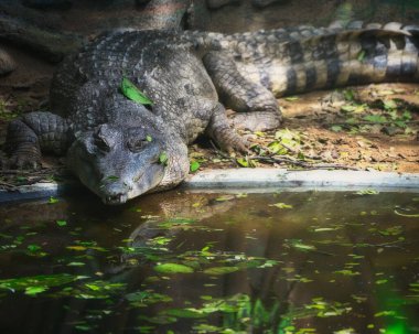 Aktif ve uyanık bir timsah su birikintisinin yanındaki güneş ışığının tadını çıkarıyor.
