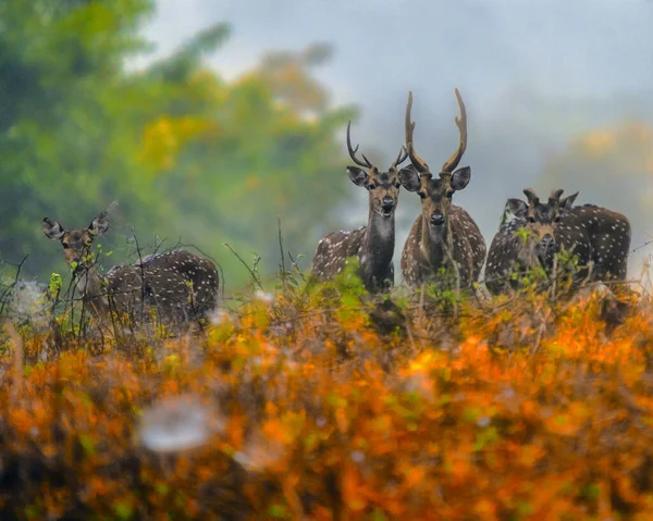 Grupo Veados Rapidamente Acessando Seu Entorno Floresta Teh Seu Habitat — Fotografia de Stock