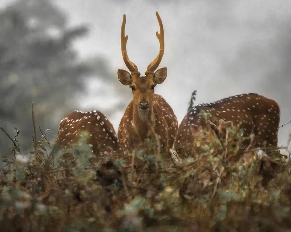 Ett Rådjur Toppar Upp Från Sin Hörs För Att Posera — Stockfoto