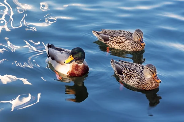 Duck, Anas platyrhynchos — Fotografie, imagine de stoc