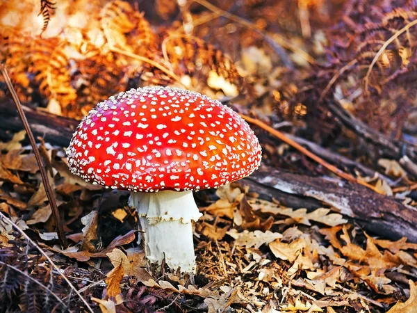 Amanita Muscaria, giftig svamp — Stockfoto