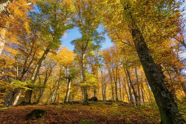 Floresta Faia Com Árvores Luz Fundo Folhas Secas Vegetação Cores — Fotografia de Stock