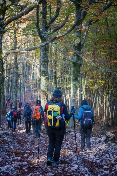 Grupo Excursionistas Caminan Bosque Hayas Una Caminata Otoño — Foto de Stock