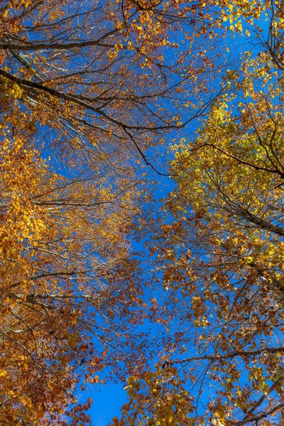 Multicolored Dry Leaves Branches Tree Autumn — Stock Photo, Image