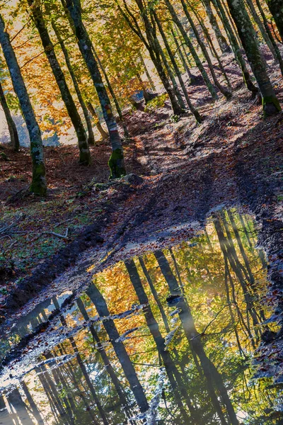 Bokträd Hösten Reflekteras Vattenpöl — Stockfoto