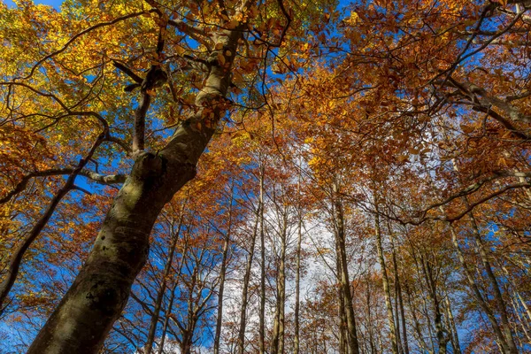 Floresta Faia Outono Expanses Árvores Com Laranja Vermelho Amarelo Folhas — Fotografia de Stock