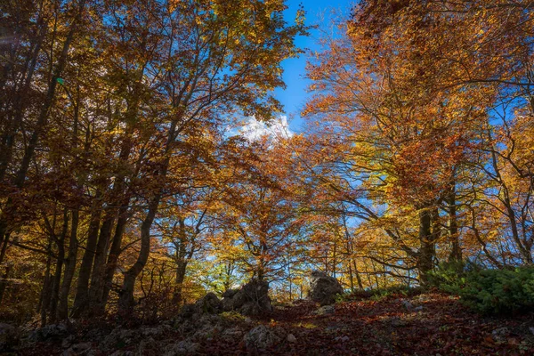 Las Bukowy Jesienią Rozciąga Się Drzewa Pomarańczowym Czerwonym Żółtym Liści — Zdjęcie stockowe