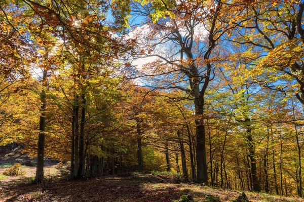 Floresta Faia Outono Expanses Árvores Com Laranja Vermelho Amarelo Folhas — Fotografia de Stock