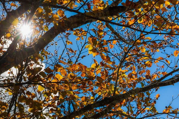 Flerfärgade Torra Blad Grenarna Trädet Hösten — Stockfoto