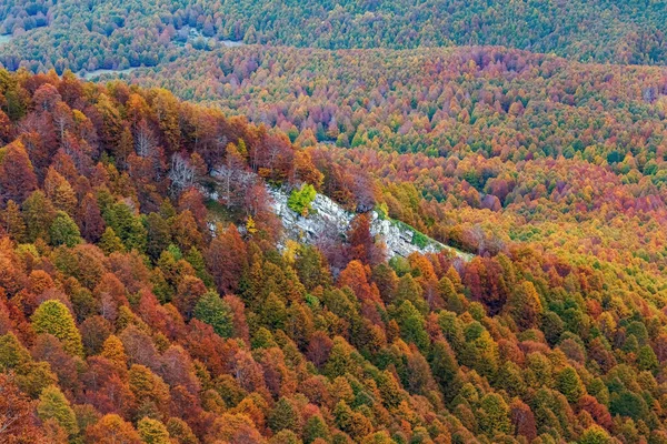 Bosque Hayas Otoño Ampliaciones Árboles Con Hojas Colores Naranja Rojo — Foto de Stock