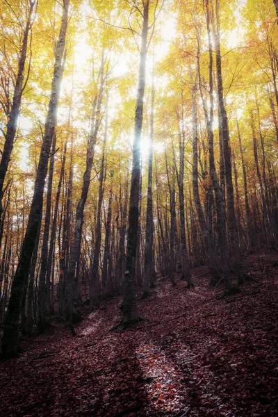 Pădurea Fag Toamna Copaci Iluminați Din Spate Fundal Pat Frunze — Fotografie, imagine de stoc