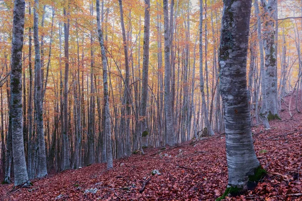 Las Bukowy Jesienią Drzewa Tle Łóżko Suchych Czerwonych Liści Pierwszym — Zdjęcie stockowe