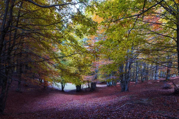 Floresta Faia Outono Árvores Retroiluminadas Fundo Uma Cama Folhas Secas — Fotografia de Stock