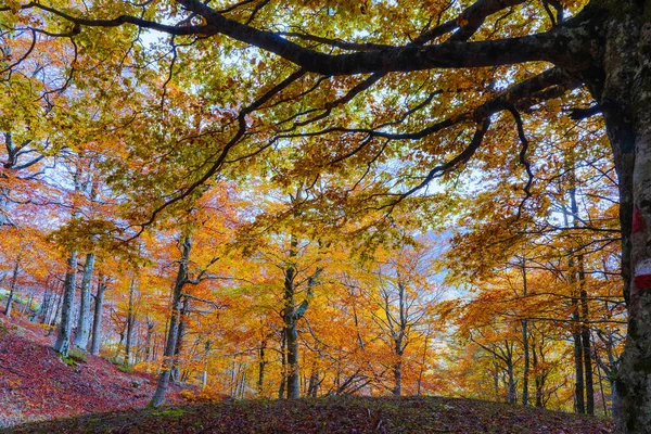 Floresta Faia Outono Árvores Retroiluminadas Fundo Uma Cama Folhas Secas — Fotografia de Stock