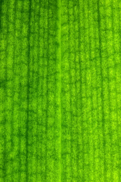 Macro photography of the veins and channels inside a green orchid leaf. Detail of the intercommunicating vessels for the influx of chlorophyll and internal nutrients.