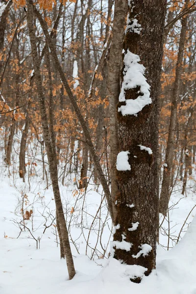 Karlı meşe ormanı, karla kaplı orman yolu, gündüzleri aydınlık..