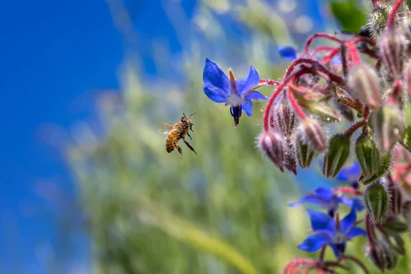 Bir arı, mavi çiçeklerinden nektarı emmek için boraj bitkisine yaklaşır..