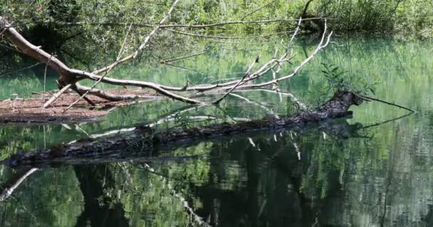 Река Зеленая Вода Реки Течет Окружении Пышной Зелени Багажник Воде — стоковое видео