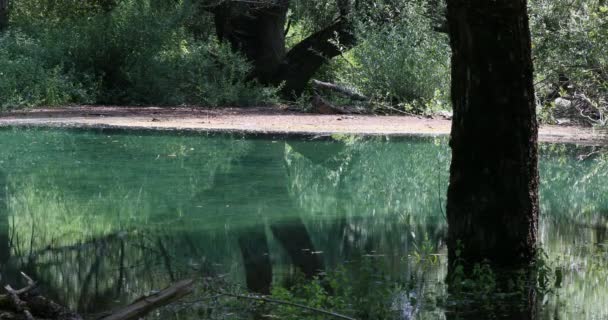 Río Agua Verde Del Río Fluye Rodeado Exuberante Vegetación Tronco — Vídeos de Stock