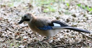 Jay (Garrulus glandarius) gelip geçen kuş. Ağaçların meşe palamudunu yerken kuş.
