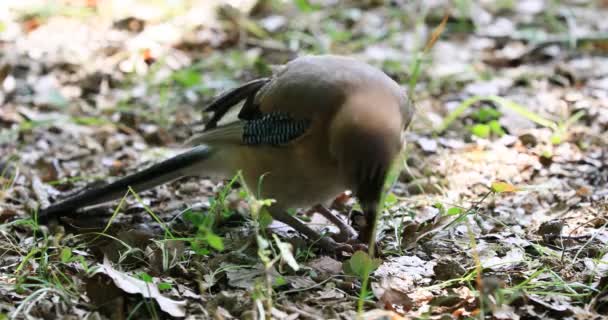 Jay Garrulus Glandarius Passerine Bird Pták Když Žaludy Podrostu — Stock video