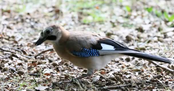 Jay Garrulus Glandarius Passerine Bird Pták Když Žaludy Podrostu — Stock video