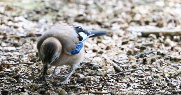 Eichelhäher Garrulus Glandarius Passantenvogel Der Vogel Beim Fressen Der Eicheln — Stockvideo