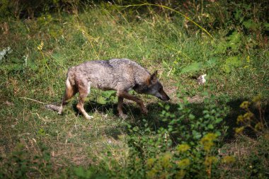 Yetişkin bir İtalyan Apennine kurt örneği, sağ bacağından yaralandı..