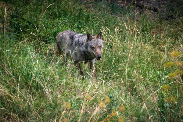 Volwassen Exemplaar Van Italiaanse Apennijnse Wolf Die Alleen Door Het — Stockfoto