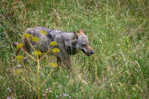 Adulto Espécime Apennine Lobo Italiano Andando Sozinho Floresta — Fotografia de Stock