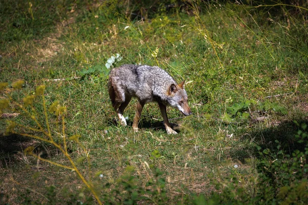 Volwassen Voorbeeld Van Een Italiaanse Apennijnse Wolf Gewond Het Rechterbeen — Stockfoto