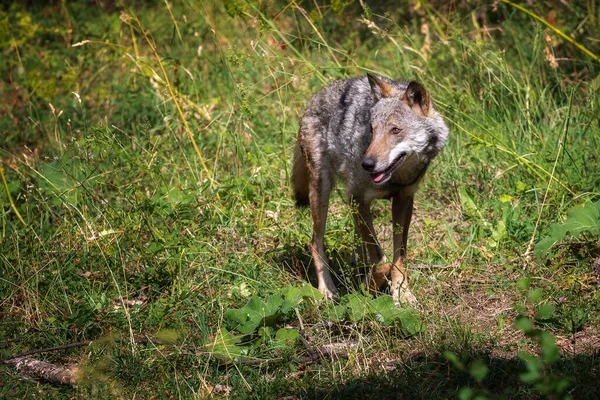 Adulto Espécime Apennine Lobo Italiano Andando Sozinho Floresta — Fotografia de Stock