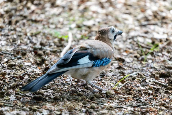 Jay Mange Des Glands Dans Sous Bois Oiseau Passereau Appartenant — Photo