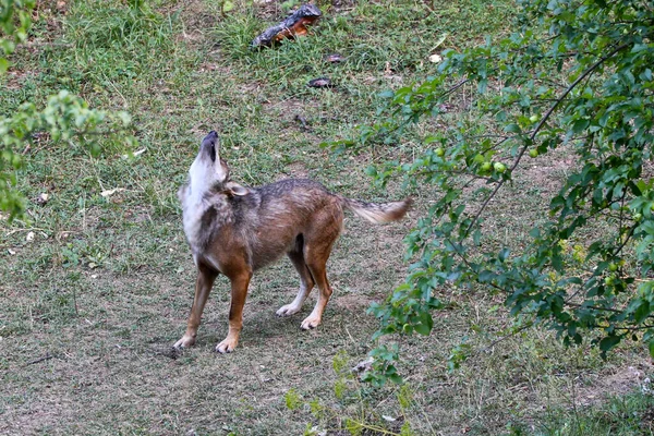 Wolf Roedel Leider Huilend Zijn Roedel Roepen — Stockfoto