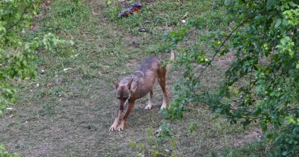 Grupo Lobos Move Longo Caminho Floresta — Vídeo de Stock