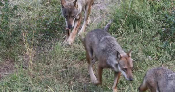 Grupa Wilków Porusza Się Ścieżce Lesie Idąc Kolejce — Wideo stockowe