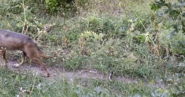 Sekelompok Serigala Bergerak Sepanjang Jalan Hutan Berjalan Sejalan — Stok Video