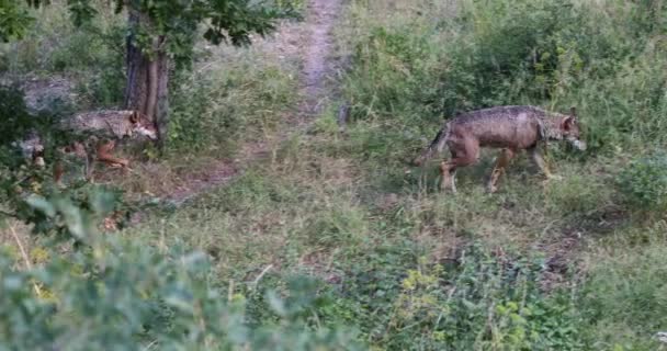 Grupo Lobos Mueve Largo Del Camino Bosque Caminando Línea — Vídeos de Stock